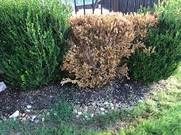 The boxwood sitting next to my desk had a depressingly familiar look about it. Help Why Is This Bush Turning Yellow We Are New Homeowners And Not Sure What We Re Doing Wrong Gardening