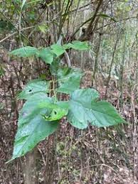 Image result for Morus indica