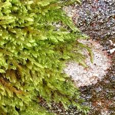 Plants i'm currently growing in sphagnum include tetrasperma, satin pothos, & curly lipstick plant (it has rotted in water on 3 attempts). Sphagnum Moss Sphagnum Living Plant Peat Moss Decayed Plant In Gardentags Plant Encyclopedia