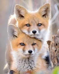 How Did The Photographer Keep Them Still Wild Animal Don T Stand Still Cuteness Cute Animals Animals Baby Animals