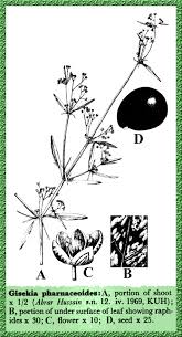 Image result for Gisekia