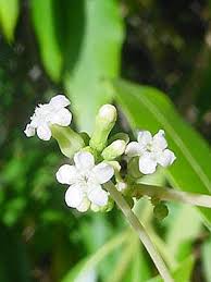 Image result for Rauvolfia afra