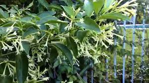 Descargue el archivo mp3 night blooming jasmine a una calidad de audio de 320 kbps. Cestrum Nocturnum Night Blooming Jasmine Night Queen 2015 Youtube