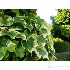 Bu soru için yardıma ihtiyacınız olursa, bu sayfada biraz daha aradıklarınızı bulacaksınız. Plantistanbul Hedera Helix Orman Duvar Sarmasigi Fidani Fiyati