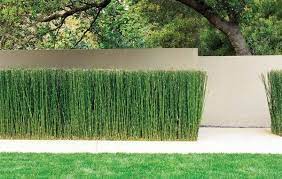 Check spelling or type a new query. How To Grow Or Get Rid Of Horsetail Plant Landscape Design Modern Landscaping Minimalist Garden