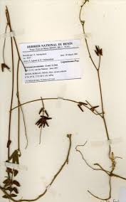 Image result for Eriosema psoraleoides