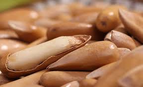 Chilgoza pine is a hardy tree and can endure excessive drought, high winds, and severe cold in the winter. Pakistan Pine Nuts Processing Industry Chilgoza In Pakistan