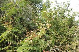Image result for Acacia brevispica