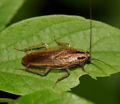 This is also a place for those in the pest control business to discuss new techniques. How To Get Rid Of Cockroaches Owl Pest Control Dublin