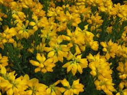 Image result for Genista