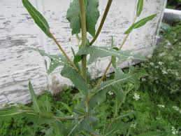 Image result for Lactuca imbricata