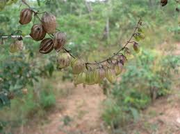 Image result for Tinnea aethiopica