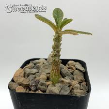 Image result for Dorstenia dinklagei