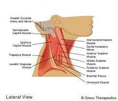 The pain can be continuous or intermittent. Neck Injuries Neck Pain Information Sinew Therapeutics