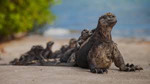 Ada Uysalligi Adalarda Yasayan Hayvanlar Daha Uysal Olacak Bicimde Evrimlesiyor Charles Darwin Galapagos Adalarini Ziyaret 2020 Hayvanlar Charles Darwin Adalar