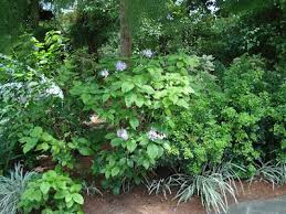 Image result for Panicum graciliflorum