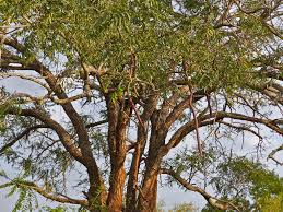 Image result for Cassia abbreviata