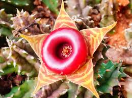 Image result for Huernia zebrina