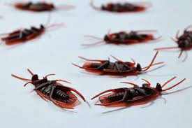 Your san diego area pest control experts. 5 Best Pest Control Companies In San Diego