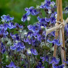 Armandii) grows 15 to 30 feet tall, blooms april and may. Clematis Stand By Me Pp30556 Cpbr6257 Walters Gardens Inc