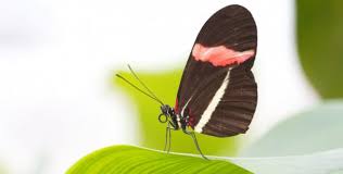 Botanischer Garten Sonderausstellung Tropische Schmetterlinge