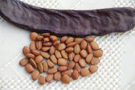 Caroube fruit of the carob tree, sp. Carob Tree Epod A Service Of Usra
