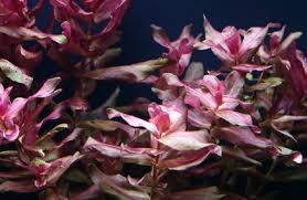 Image result for Rotala fontinalis