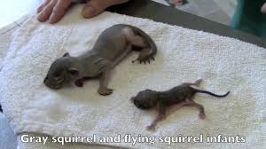 And those teeth…they become a lot more. 13 Interesting Facts About Flying Squirrels