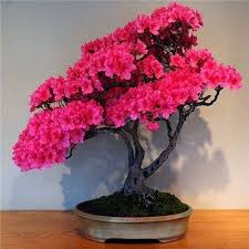 We Deal Only Quality Seeds Quality Matters Product Type Bonsai Use Outdoor Plants Cultivating Difficulty Deg Flowers Perennials Azalea Flower Flower Seeds
