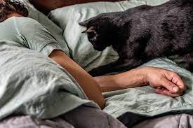 How To Stop Your Cat From Waking You Up At Night