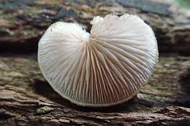 Image result for Crepidorhopalon