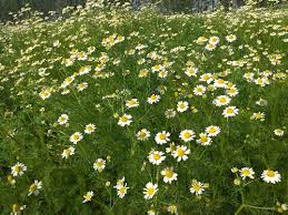 Nothing expresses emotions and wishes better than flowers. Dried Chamomile Flowers Manufacturer Exporter Supplier In Delhi India