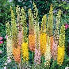 Buy perennials, shrubs, bulbs, climbers, annuals, seeds, roses, trees and many other garden plants online including some great special offers. Flower Bulbs For Sale Online Shop Spring Bulbs Spring Hill