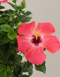 Image result for Hibiscus pusillus