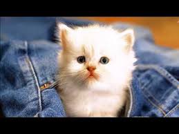 Candan Ercetin Kedi Ozledi Bahane Youtube Funny Cat Wallpaper Cats Cats And Kittens