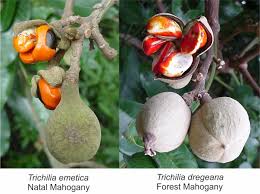 Image result for Trichilia capitata