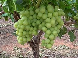 Thompson Seedless Grape Best Table Grape