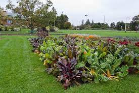 bright lights chard in a public garden laura berman and greenfuse photos edible landscaping public garden edible garden