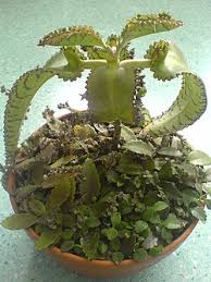 Image result for Kalanchoe daigremontiana