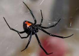Black widows live in warm places and webs,indoors,basment,garages. Utah S Dangerous Spiders