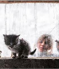 Trendbilgeadam Adli Kullanicinin Cute Cat Panosundaki Pin 2020 Instagram Hayvanlar