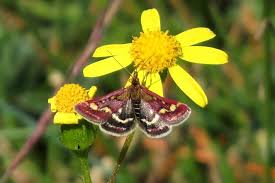 Image result for Pyrausta ostrinalis