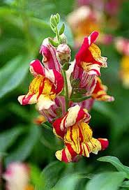 Pin On Flowers I Enjoy