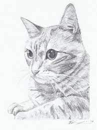 Kleurplaten paarden en veulens fijnste kinderen kleurplaten van. Deze Kat Is Mooi Om Te Tekenen Maar Ook Zeer Moeilijk Dieren Tekenen Kat Schets Katten Tekening