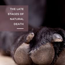 Key takeaways dogs exhibit a number of common signs that signify the end is near, including things like lethargy, reduced appetite, and seeking more human comfort than usual. 15 Signs A Dog Is Dying What To Do When Your Dog S Health Declines Pethelpful