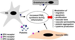 Looking for آخرین مدل آیفون. The Role Of Prostaglandin E2 In Human Vascular Inflammation Sciencedirect
