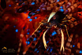 Image result for Pentarrhinum abyssinicum