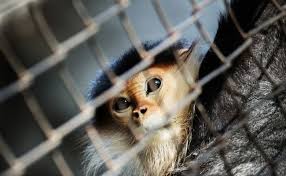 We Need To Change The Emptylaws That Currently Protectlabanimals Watch The Short Film Empty Laws To Learn About Animal Companions Animals Animal Abuse