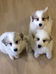 Vous aurez véritablement à prévoir un budget chien. Les Animaux Dans Belle Et Sebastien