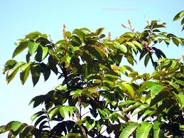 Image result for Canarium